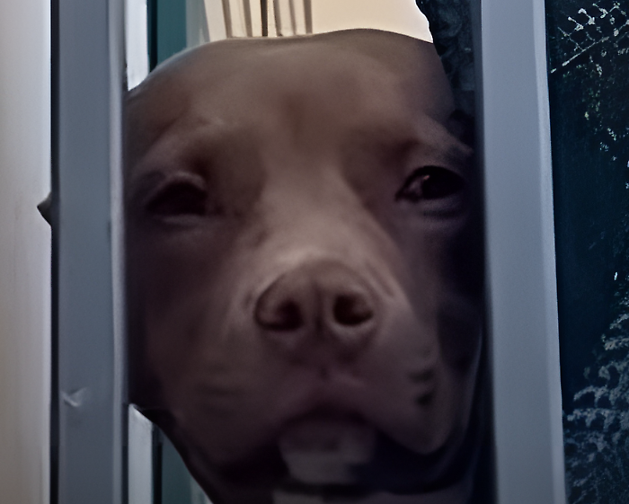 pitbull 