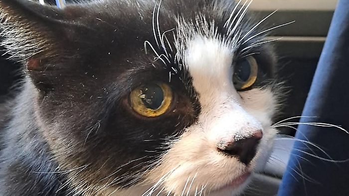 Il gatto Saverio