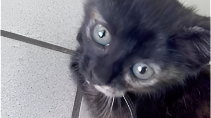 Il gatto lanciato dal finestrino