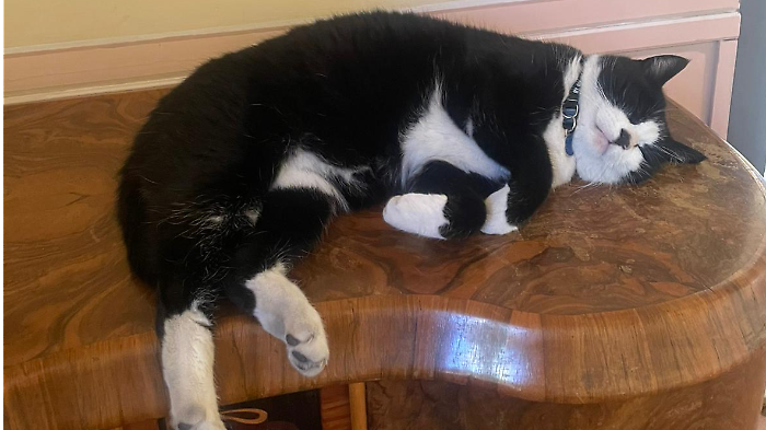 Il gatto Saverio