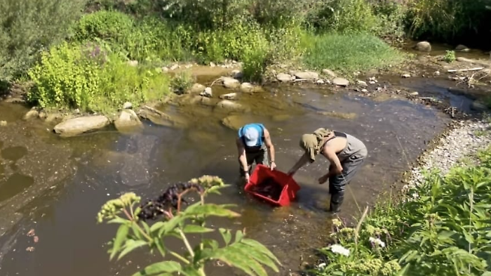 Pesci messi in salvo prima dei lavori lungo l'argine del torrente
