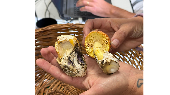 Funghi