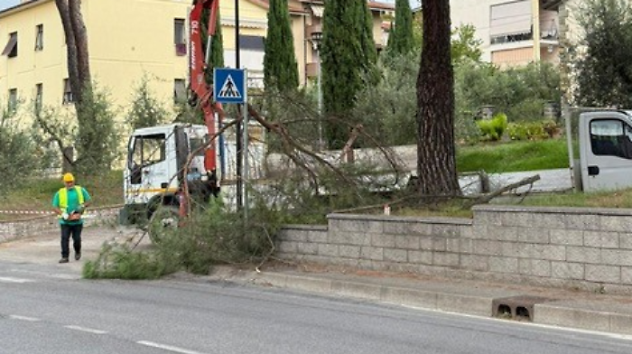 I pini di Olmo