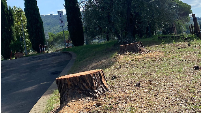 I pini tagliati di Olmo