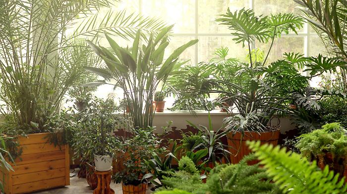 La routine quotidiana ti stressa? Scopri tutti i benefici della green therapy 