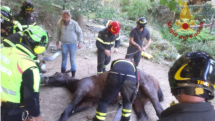 Cavallo soccorso