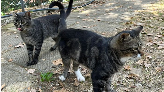 I gatti di Sargiano