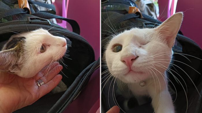 Il gattino Sole