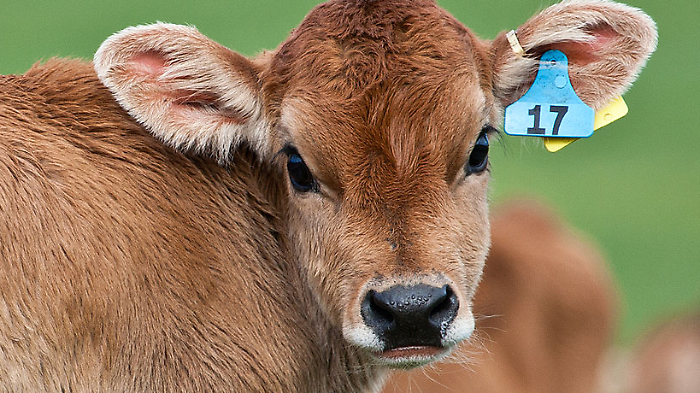 Un esemplare di vitello