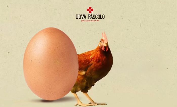 Le galline che ascoltano la musica classica, così nascono le uova bio che piacciono anche in Cina