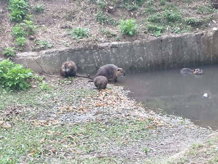 La famiglia di nutrie