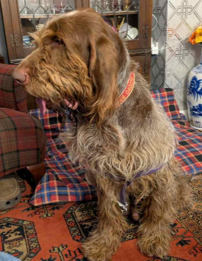 L'incredibile storia di Achilles, da cane abbandonato a mascotte di un sottomarino della Marina militare britannica