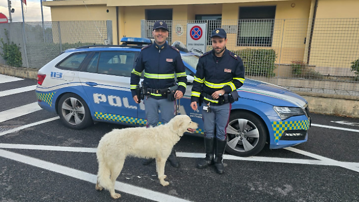 Cane avvistato lungo l'autostrada: salvato dagli agenti della Polizia stradale grazie a un panino