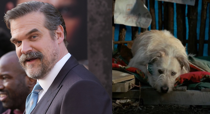 David Harbour e i problemi sul set di Stranger Things: il precedente del cane odiato
