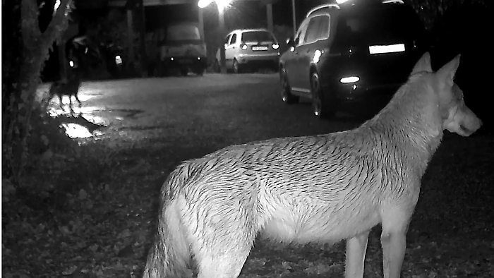 I lupi ripresi a Staggiano