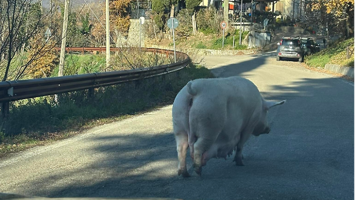 Carlotta, la scrofa in giro per la via del Carmine ad Anghiari