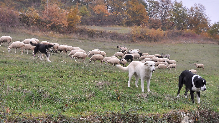 A scuola per diventare pastori. Lezioni teoriche e stage in azienda: un anno fa 75 richieste