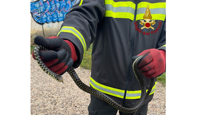 A passeggio con il cane, avvista un serpente sotto una siepe: biscia d'acqua recuperata dai vigili del fuoco e liberata in una zona sicura 