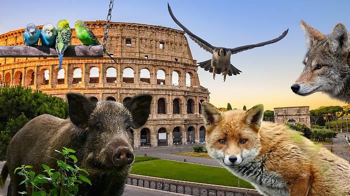 Nelle citt&agrave; ormai gli animali vivono meglio di noi: volpi, falchi e pappagalli protagonisti della nuova fauna urbana. E i cinghiali imperversano