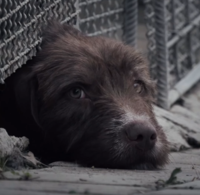 I 60 mila cani rinchiusi nelle gabbie in attesa di un'adozione. Il commovente spot firmato Paolo Sodi