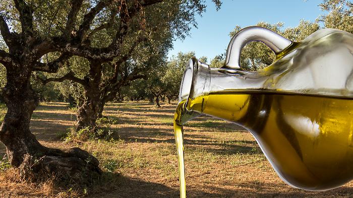Olio toscano sotto assedio tra mercati globali e frodi. Cosa sta succedendo a uno dei migliori prodotti del mondo