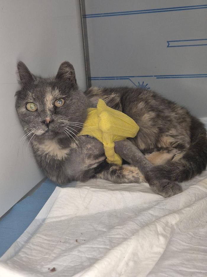 Gatte prese a fucilate, Senesi: "Gesto indegno, speriamo che il responsabile venga individuato"