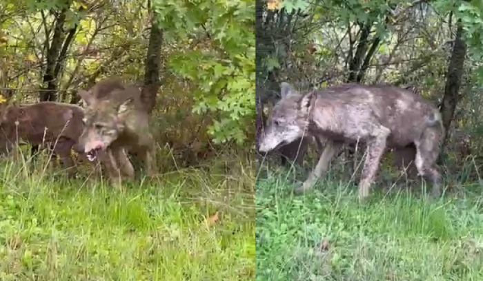 L'ululato dei lupi nella notte, il pericolo rogna: il Comitato Emergenza torna a puntare il dito sui pericoli per la sovrappopolazione. I video