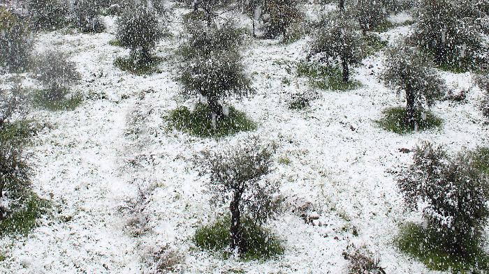 Freddo e gelo non mettono paura agli ulivi: "Aiutano a combattere la mosca"