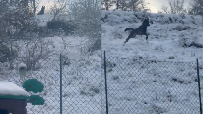 Il lupo vicino a scuola