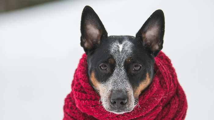 L'antigelo killer che pu&ograve; uccidere i cani: attenzione al veleno che si nasconde nei prodotti per combattere il ghiaccio