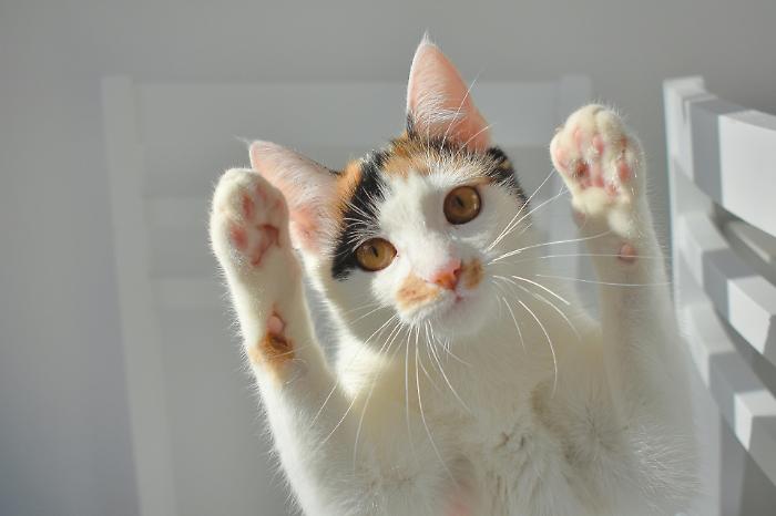 Le colonie dei gatti sono sempre pi&ugrave;. Da 40 a 102 per controllare meglio vita e sviluppo delle comunit&agrave; feline