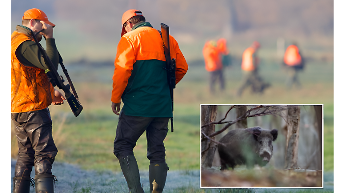 Caccia al cinghiale