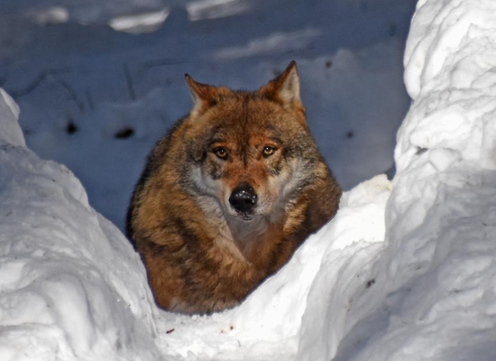 Il destino del lupo italiano deciso al buio: tra pressioni politiche, studi incompleti e allarmi ambientalisti. Mancano i dati e si rischiano le fucilate