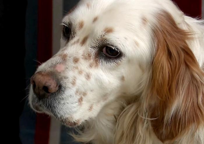 Bianca il setter morso dal lupo