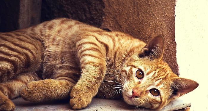 La Giornata del Gatto. L'esercito dei felini in Italia muove un mercato da miliardi di euro. Un'industria tra affetto e affari