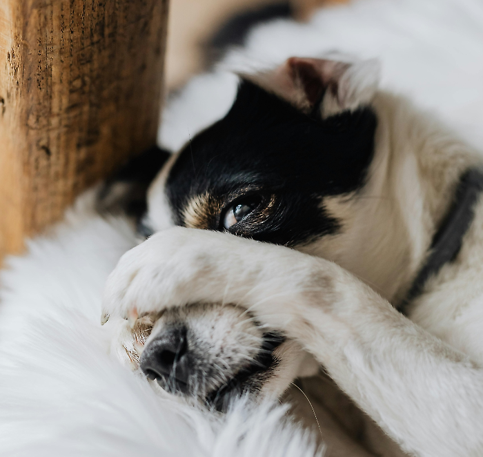 Uccide con una fucilata il cane del vicino: stava andando verso i suoi porcellini d'India
