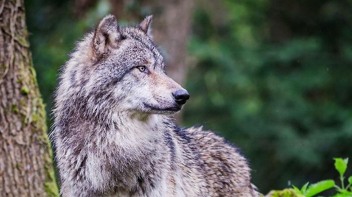 Il lupo tra paura e adattamento. Lo studio che svela perch&eacute; continua a temere l'uomo. Le voci e l'habitat, la diffusione e un problema da affrontare (seriamente)