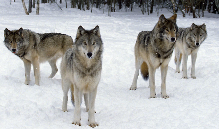 Il paradosso del lupo: pi&ugrave; il branco &egrave; stabile, meno attacca il bestiame. Lo studio che fa riflettere sulle politiche di contenimento. Il vero pericolo sono i solitari