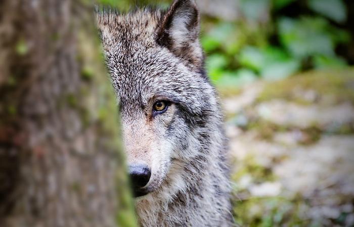 Il ritorno del lupo. Collari gps per Basco e Mirto, fototrappole con intelligenza artificiale. Cos&igrave; i predatori hanno  contribuito al riequilibrio faunistico