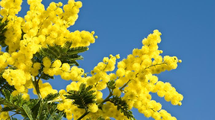 8 marzo tutti gli eventi