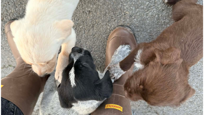 Tre dei sei cuccioli abbandonati