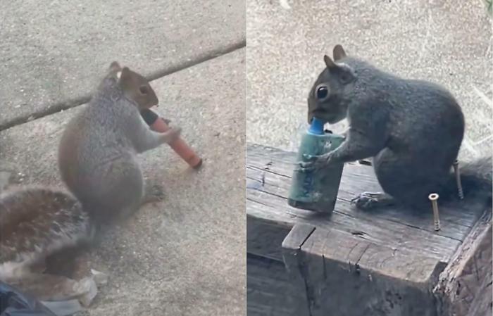 Gli scoiattoli che fumano. Sigarette elettroniche e roditori, cos&igrave; i rifiuti dell'uomo diventano veleno per gli animali