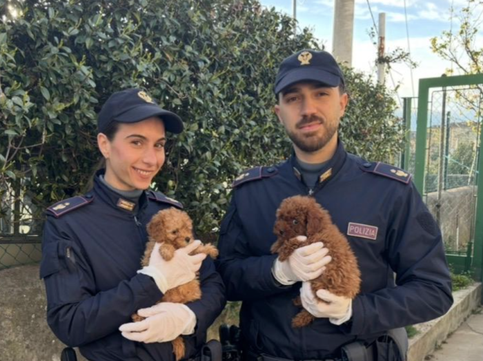 Traffico illegale di cani: undici cuccioli di barboncino trattati come pacchi postali. Sequestrati dalla polizia