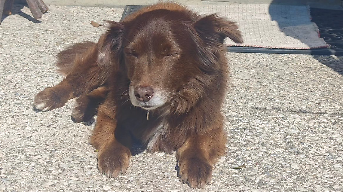Il cane Choco