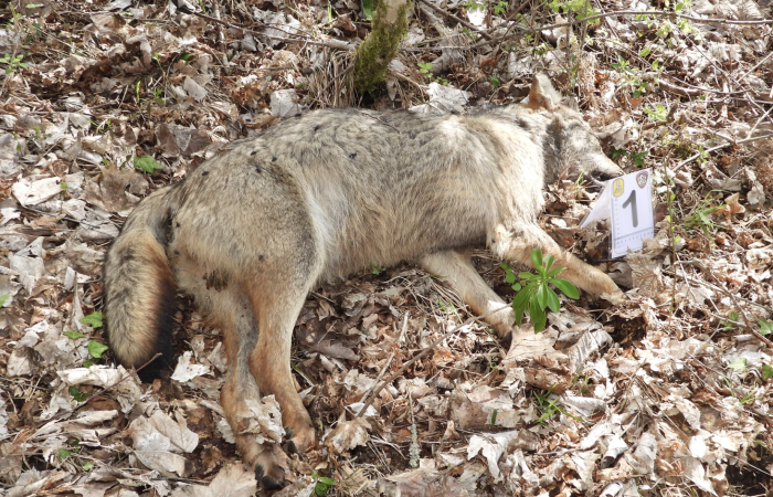 La strage dei lupi: dieci esemplari uccisi con il veleno. Via alle indagini, caccia ai colpevoli. Il direttore del Parco: "Atto vile"