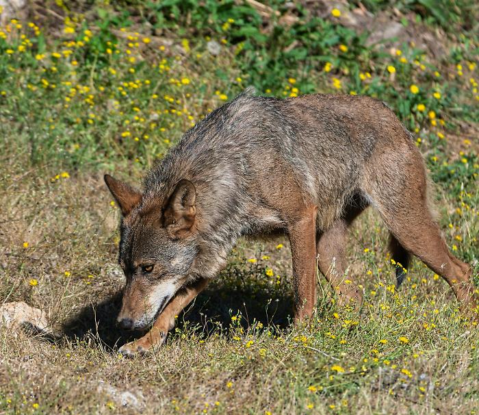 Ancora lupi uccisi, la strage continua: qualcuno sta sterminando i branchi nel cuore del parco