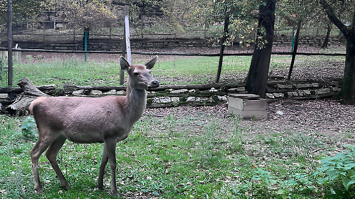 La cerva di Lignano