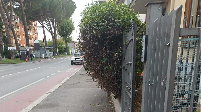 Il gelsomino invasore