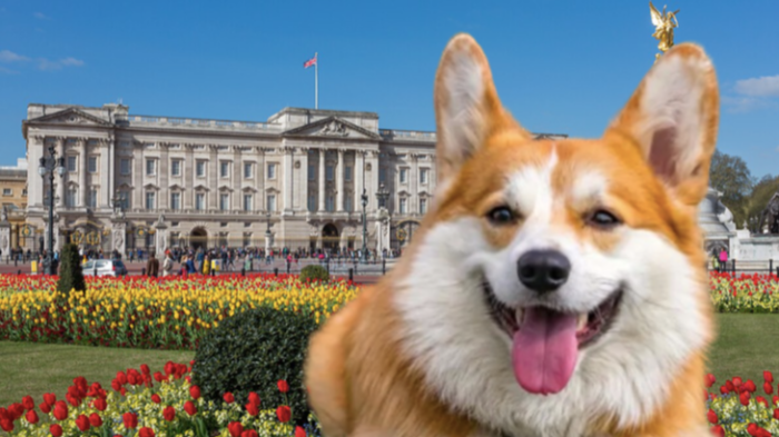 Truffa con i cani reali