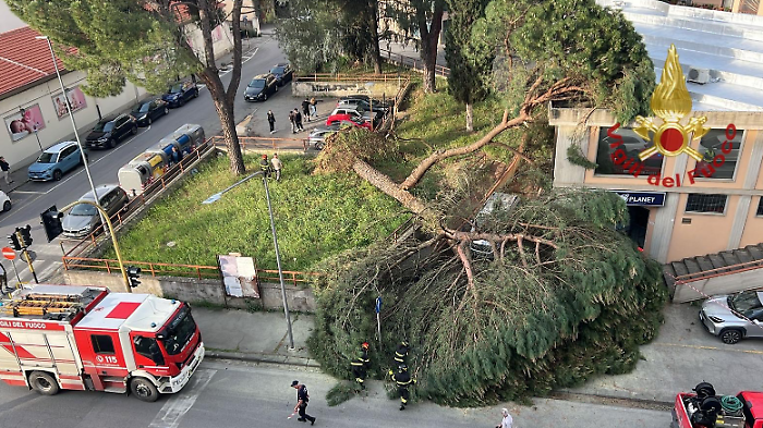 Enorme pino cade su due auto e una struttura in citt&agrave;: paura ma nessuna persona coinvolta